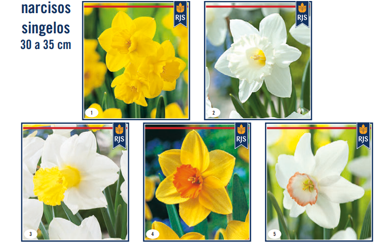 Bolbo Narcisos mix