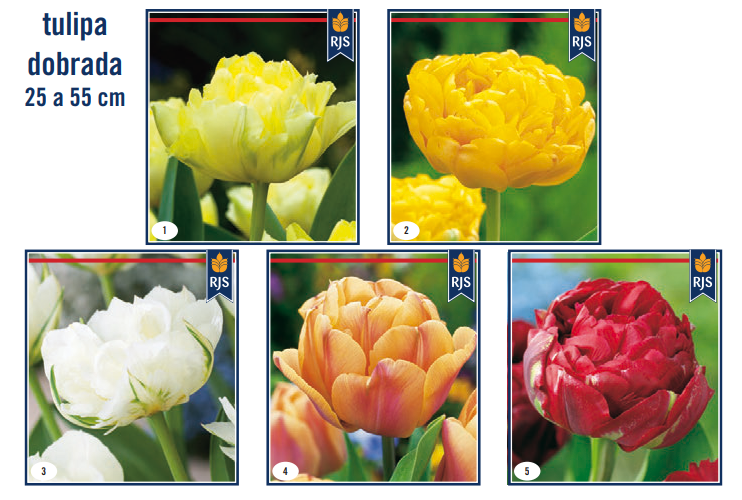 Bolbo Tulipas Dobradas mix