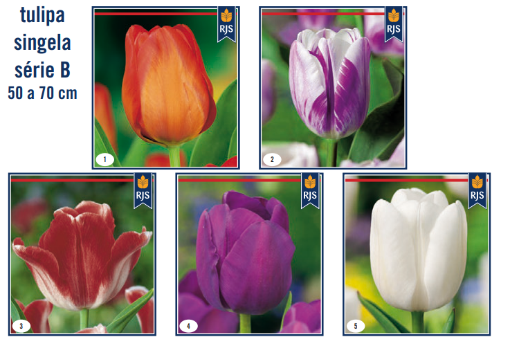 Bolbo Tulipas Singelas mix